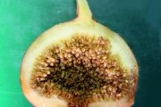 <strong>Moraceae - Ficus mauritiana - Lam.</strong><br />© Sarrailh Jean-Michel / CIRAD