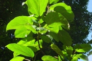 <strong>Moraceae - Ficus mauritiana - Lam.</strong><br />© Sarrailh Jean-Michel / CIRAD
