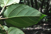 <strong>Moraceae - Ficus mauritiana - Lam.</strong><br />© Sarrailh Jean-Michel / CIRAD
