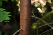 <strong>Moraceae - Ficus mauritiana - Lam.</strong><br />© Sarrailh Jean-Michel / CIRAD