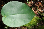 <strong>Moraceae - Ficus mauritiana - Lam.</strong><br />© Sarrailh Jean-Michel / CIRAD