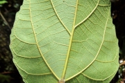 <strong>Moraceae - Ficus mauritiana - Lam.</strong><br />© Sarrailh Jean-Michel / CIRAD
