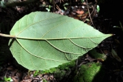 <strong>Moraceae - Ficus mauritiana - Lam.</strong><br />© Sarrailh Jean-Michel / CIRAD