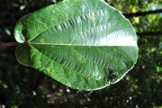 <strong>Moraceae - Ficus mauritiana - Lam.</strong><br />© Sarrailh Jean-Michel / CIRAD
