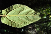 <strong>Moraceae - Ficus mauritiana - Lam.</strong><br />© Sarrailh Jean-Michel / CIRAD