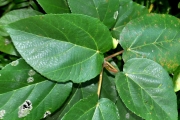 <strong>Moraceae - Ficus mauritiana - Lam.</strong><br />© Sarrailh Jean-Michel / CIRAD