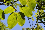 <strong>Moraceae - Ficus mauritiana - Lam.</strong><br />© Sarrailh Jean-Michel / CIRAD