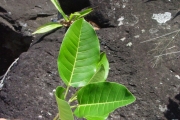 <strong>Moraceae - Ficus rubra - Vahl</strong><br />© Sarrailh Jean-Michel / CIRAD