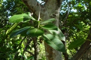 <strong>Moraceae - Ficus rubra - Vahl</strong><br />© Sarrailh Jean-Michel / CIRAD