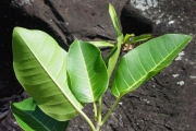 <strong>Moraceae - Ficus rubra - Vahl</strong><br />© Sarrailh Jean-Michel / CIRAD