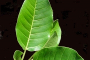 <strong>Moraceae - Ficus rubra - Vahl</strong><br />© Sarrailh Jean-Michel / CIRAD