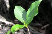 <strong>Moraceae - Ficus rubra - Vahl</strong><br />© Sarrailh Jean-Michel / CIRAD