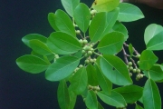 <strong>Moraceae - Ficus reflexa - Thunb.</strong><br />© Sarrailh Jean-Michel / CIRAD