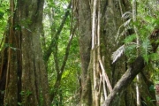 <strong>Moraceae - Ficus reflexa - Thunb.</strong><br />© Sarrailh Jean-Michel / CIRAD