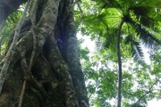 <strong>Moraceae - Ficus reflexa - Thunb.</strong><br />© Sarrailh Jean-Michel / CIRAD