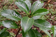<strong>Moraceae - Ficus reflexa - Thunb.</strong><br />© Sarrailh Jean-Michel / CIRAD