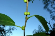 <strong>Moraceae - Ficus reflexa - Thunb.</strong><br />© Sarrailh Jean-Michel / CIRAD