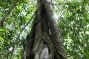 <strong>Moraceae - Ficus reflexa - Thunb.</strong><br />© Sarrailh Jean-Michel / CIRAD