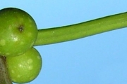 <strong>Moraceae - Ficus reflexa - Thunb.</strong><br />© Sarrailh Jean-Michel / CIRAD
