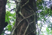 <strong>Moraceae - Ficus reflexa - Thunb.</strong><br />© Sarrailh Jean-Michel / CIRAD