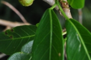 <strong>Moraceae - Ficus reflexa - Thunb.</strong><br />© Sarrailh Jean-Michel / CIRAD