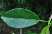 <strong>Moraceae - Ficus reflexa - Thunb.</strong><br />© Sarrailh Jean-Michel / CIRAD
