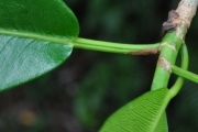 <strong>Moraceae - Ficus reflexa - Thunb.</strong><br />© Sarrailh Jean-Michel / CIRAD