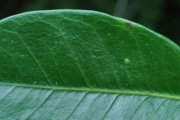 <strong>Moraceae - Ficus reflexa - Thunb.</strong><br />© Sarrailh Jean-Michel / CIRAD