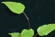 <strong>Asteraceae - Faujasiopsis flexuosa - (Lam.) C.Jeffrey</strong><br />© Sarrailh Jean-Michel / CIRAD