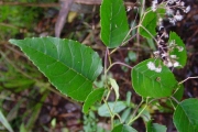 <strong>Asteraceae - Faujasiopsis flexuosa - (Lam.) C.Jeffrey</strong><br />© Sarrailh Jean-Michel / CIRAD