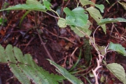 <strong>Asteraceae - Faujasiopsis flexuosa - (Lam.) C.Jeffrey</strong><br />© Sarrailh Jean-Michel / CIRAD