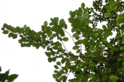 <strong>Rubiaceae - Fernelia buxifolia - Lam.</strong><br />© Sarrailh Jean-Michel / CIRAD