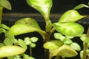 <strong>Rubiaceae - Fernelia buxifolia - Lam.</strong><br />© Sarrailh Jean-Michel / CIRAD