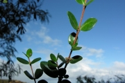 <strong>Rubiaceae - Fernelia buxifolia - Lam.</strong><br />© Sarrailh Jean-Michel / CIRAD