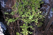 <strong>Rubiaceae - Fernelia buxifolia - Lam.</strong><br />© Sarrailh Jean-Michel / CIRAD