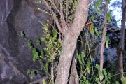 <strong>Rubiaceae - Fernelia buxifolia - Lam.</strong><br />© Sarrailh Jean-Michel / CIRAD