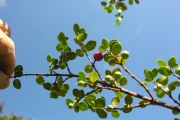 <strong>Rubiaceae - Fernelia buxifolia - Lam.</strong><br />© Sarrailh Jean-Michel / CIRAD