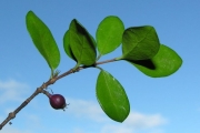 <strong>Rubiaceae - Fernelia buxifolia - Lam.</strong><br />© Sarrailh Jean-Michel / CIRAD