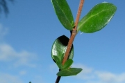 <strong>Rubiaceae - Fernelia buxifolia - Lam.</strong><br />© Sarrailh Jean-Michel / CIRAD