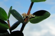 <strong>Rubiaceae - Fernelia buxifolia - Lam.</strong><br />© Sarrailh Jean-Michel / CIRAD