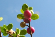 <strong>Rubiaceae - Fernelia buxifolia - Lam.</strong><br />© Sarrailh Jean-Michel / CIRAD