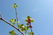 <strong>Rubiaceae - Fernelia buxifolia - Lam.</strong><br />© Sarrailh Jean-Michel / CIRAD
