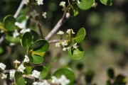 <strong>Rubiaceae - Fernelia buxifolia - Lam.</strong><br />© Sarrailh Jean-Michel / CIRAD