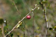 <strong>Rubiaceae - Fernelia buxifolia - Lam.</strong><br />© Sarrailh Jean-Michel / CIRAD