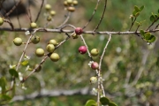 <strong>Rubiaceae - Fernelia buxifolia - Lam.</strong><br />© Sarrailh Jean-Michel / CIRAD