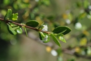 <strong>Rubiaceae - Fernelia buxifolia - Lam.</strong><br />© Sarrailh Jean-Michel / CIRAD
