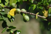 <strong>Rubiaceae - Fernelia buxifolia - Lam.</strong><br />© Sarrailh Jean-Michel / CIRAD