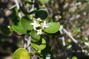 <strong>Rubiaceae - Fernelia buxifolia - Lam.</strong><br />© Sarrailh Jean-Michel / CIRAD