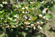 <strong>Rubiaceae - Fernelia buxifolia - Lam.</strong><br />© Sarrailh Jean-Michel / CIRAD