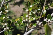 <strong>Rubiaceae - Fernelia buxifolia - Lam.</strong><br />© Sarrailh Jean-Michel / CIRAD